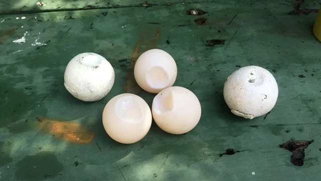 gambar telur penyu asli dan telur penyu pengintip "Spy Egg"