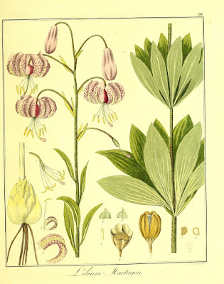 Лилия кудреватая (Lilium martagon)