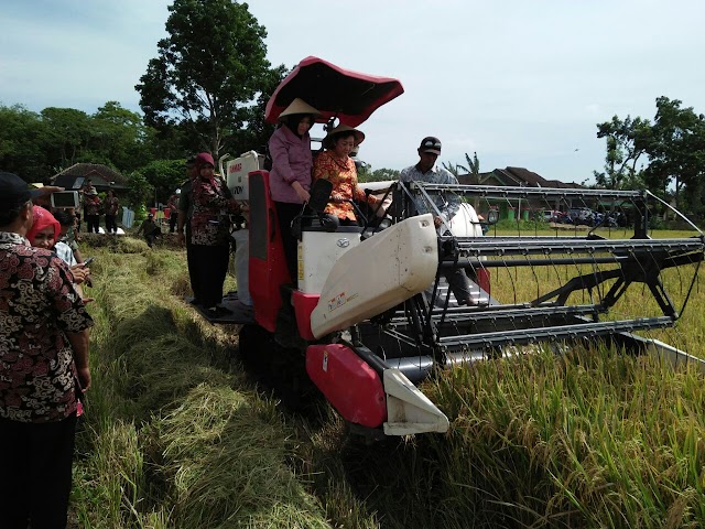 MODERNISASI PANEN RAYA DI DS. KEMASAN DENGAN MESIN POTONG PADI 