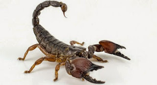 Penggolangan hewan Vertebrata dan Invertebrata KLIPING Hewan Vertebrata dan Invertebrata b KLIPING Hewan Vertebrata dan Invertebrata beserta Penjelasannya
