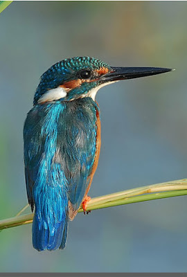 burung raja udang