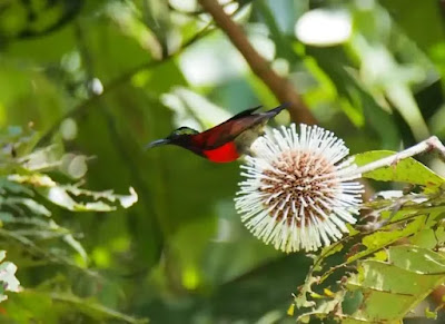 Mengenal Kolibri Sepah Raja: Ciri-ciri, Habitat, dan Harganya