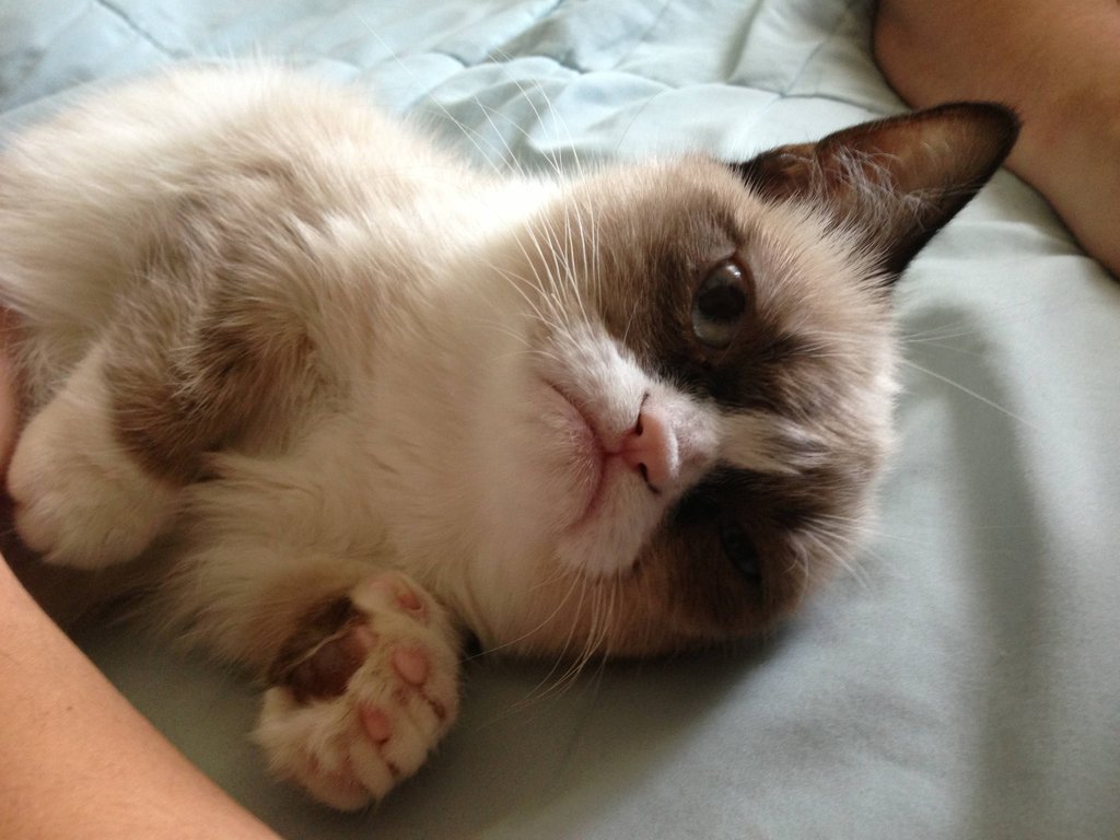 Meet Tard, the grumpy cat 10 pics + video Funny Animal ~ I Love 