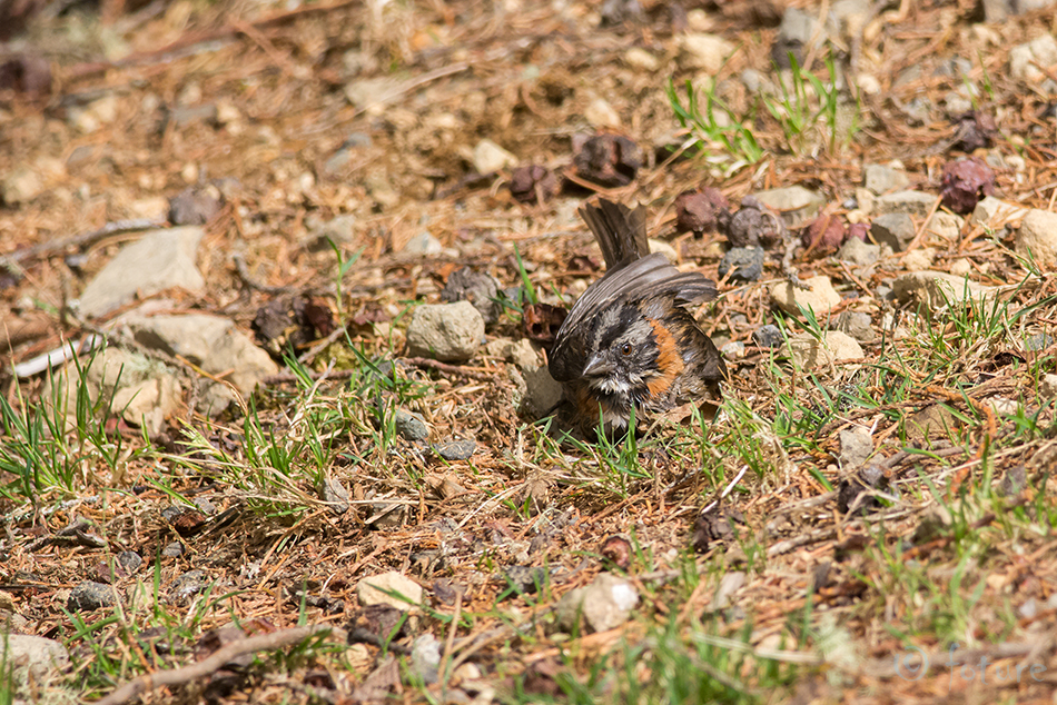 Aedsidrik, Rufous-collared Sparrow, Zonotrichia capensis, sidrik