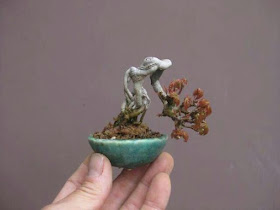 bonsai mini2