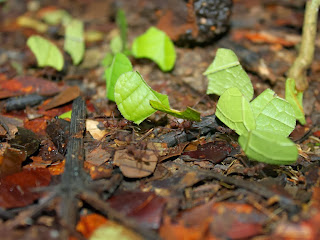 Leaf Cutter Ants HD Wallpapers, leaf cutter ants images,