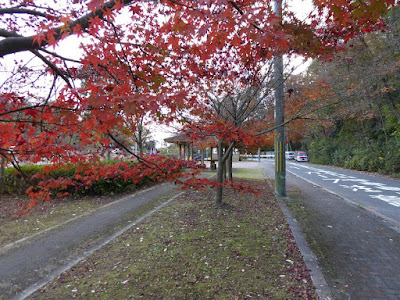 磐船神社周辺ウォーキング　カエデの紅葉