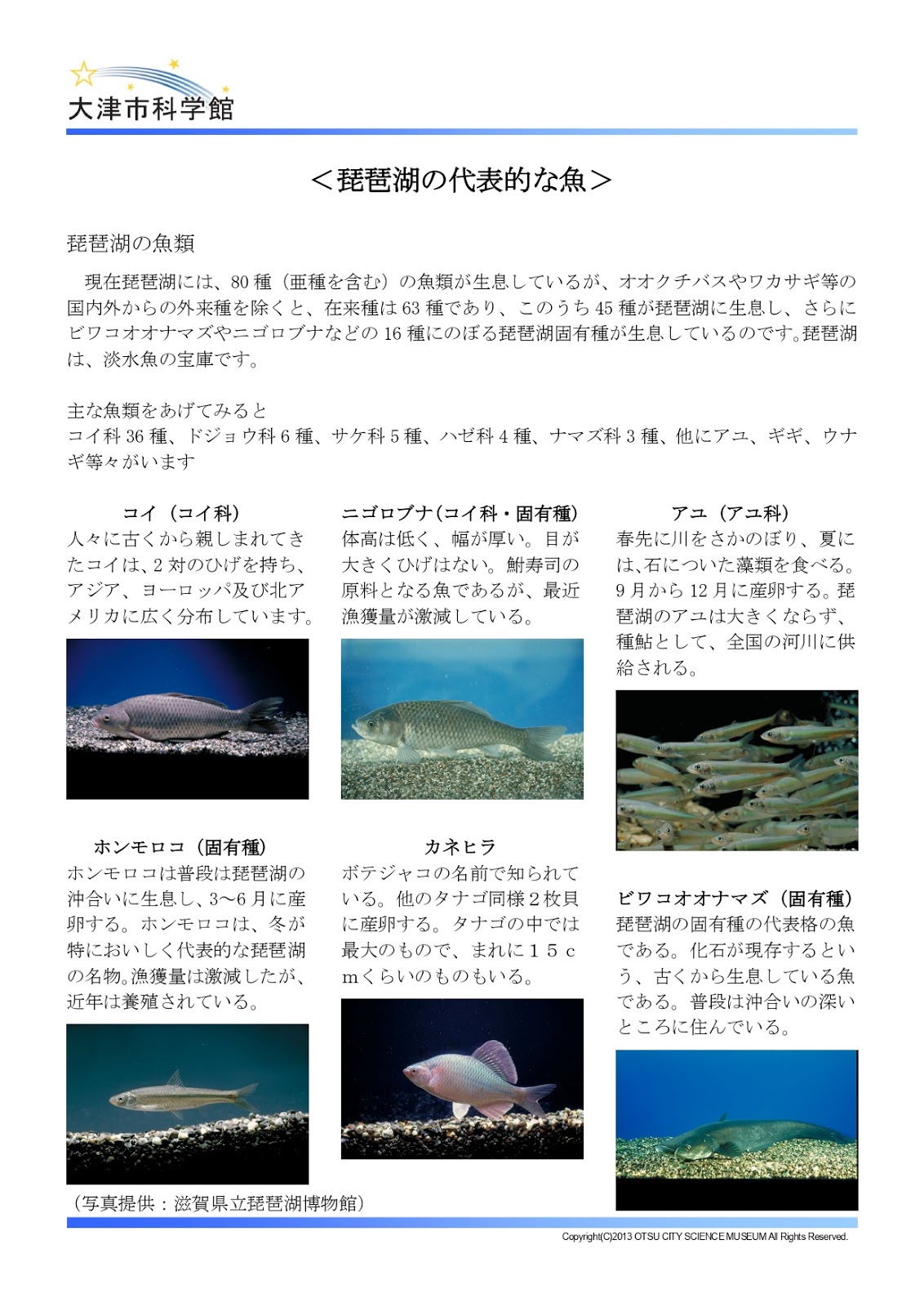 琵琶湖にいる魚の種類がなんと