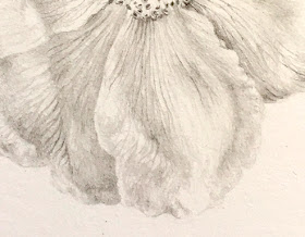 image of draing showing detail of rose petal