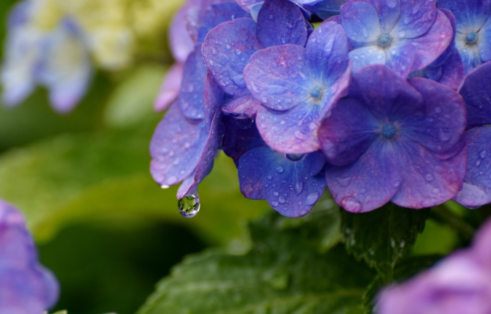 和の花だより 雨の紫陽花 お庭の花 梅雨 初夏 ２０１５
