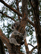 2 cheeky monkeys. and a koala up our gumtree