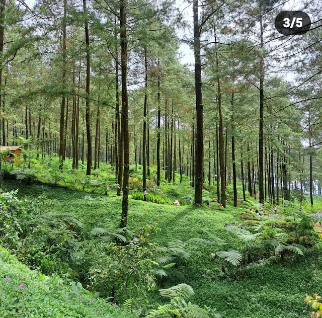 Hutan Pinus Limpakuwus