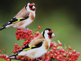 Beautifull Birds HD Desktop Wallpaper Photos