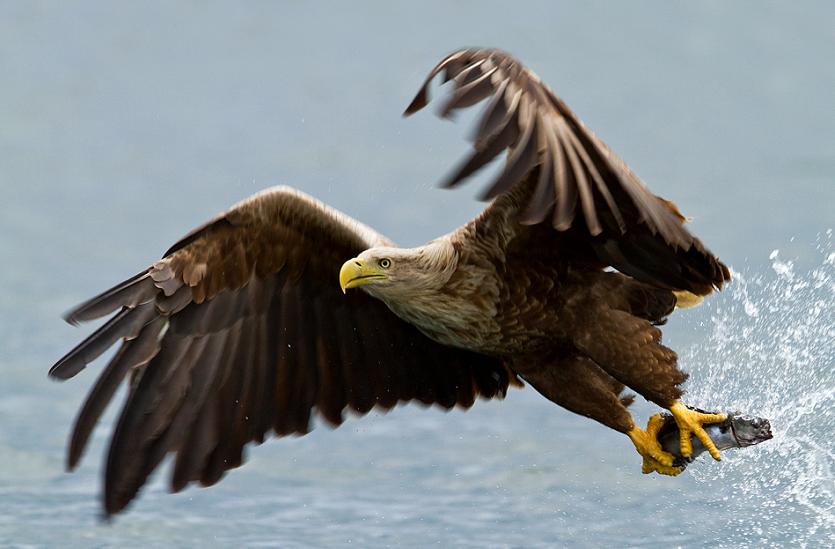 Whitetailed Eagle