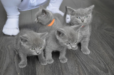 Cats and kittens for sale,british shorthair kittens kuwait,The Kuwait Cats and kittens Adoption and sales ,Lovely British Shorthair Kittens For Sale Kuwait City,Cats for Sale in Bahrain,Cats for Sale in saudi arabia,where can i buy british shorthair kittens,cat breeders kuwait