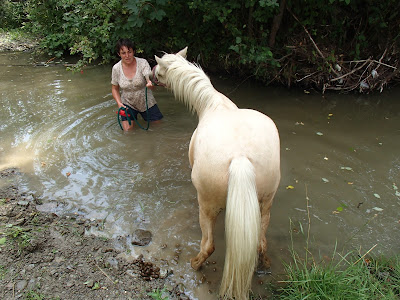 Orawa, Lipnica Wielka, konie, kucyki, pławienie koni w rzece, susza, brak wody