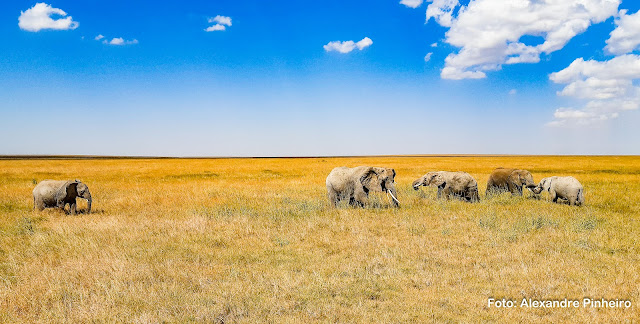 Elefantes no Serengeti, Tanzânia