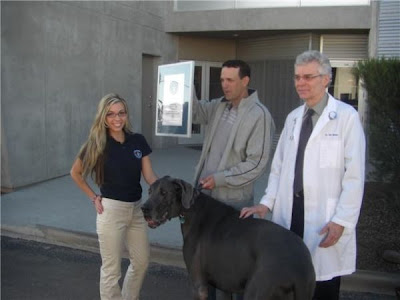 Meet Giant George, the World’s Tallest Dog