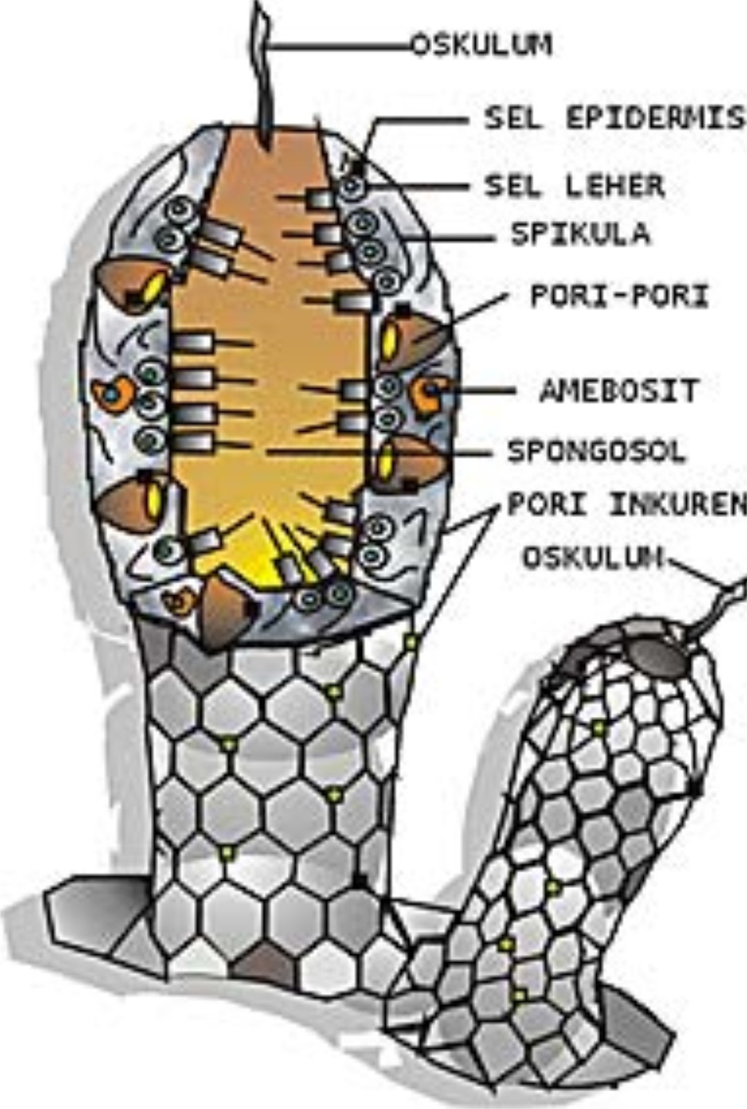 bio ala huma invertebrata 