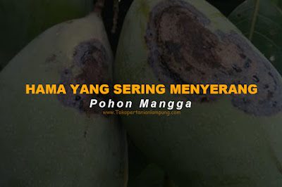 Hama Yang Sering Menyerang Pohon Mangga