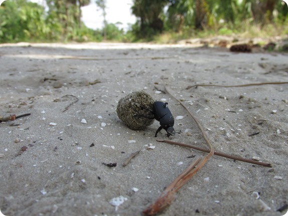 6 Dung Beetle (2)