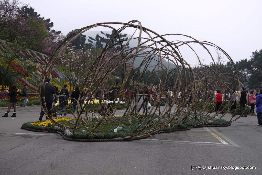 2011陽明山花季  櫻花 杜鵑花  春天