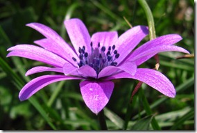 violette-7