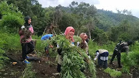 BNN Aceh musnahkan empat hektare ladang ganja di Aceh Besar