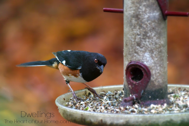 Eastern Towhee