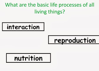 https://dl.dropboxusercontent.com/u/45422909/BLOG/What%20are%20the%20basic%20life%20processes%20of%20all%20living%20th.swf