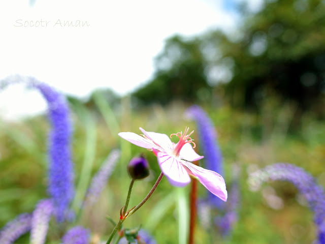 Geranium yesoemse