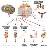 Metabolisme Mikroorganisme