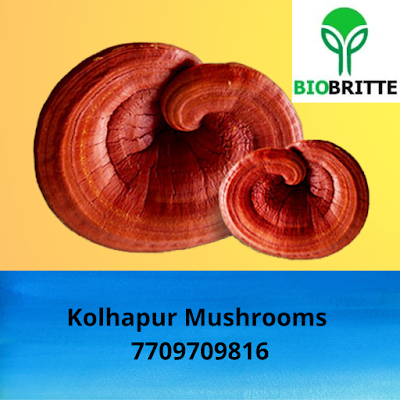 Scope Of Ganoderma Mushroom