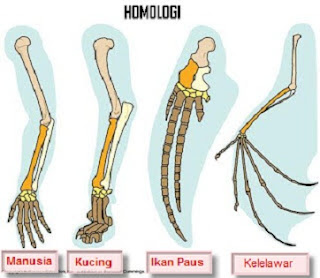 Pengertian Struktur Homolog dan Contoh - Contoh Struktur 