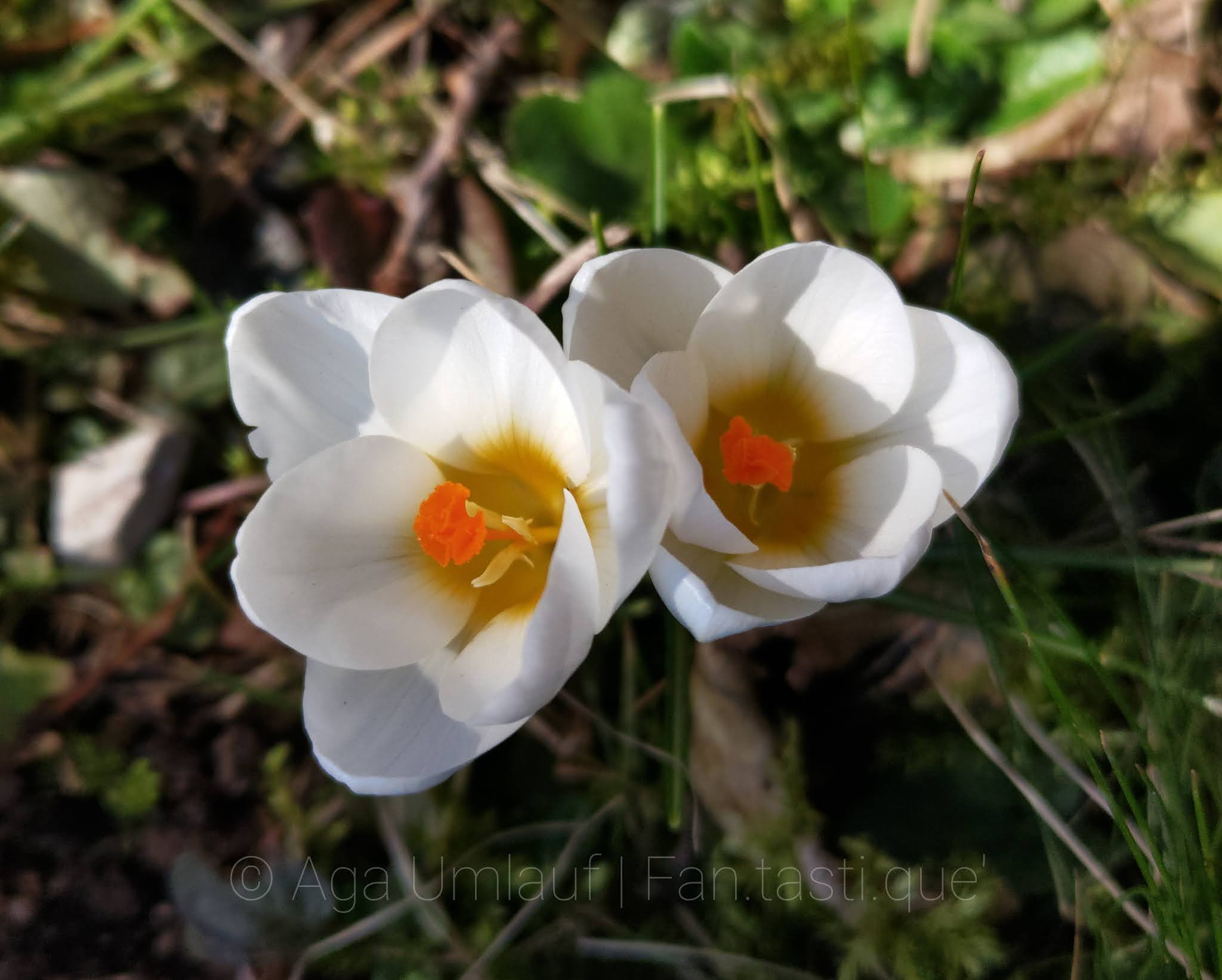 Close-up photography of two spring crocus blossoms.