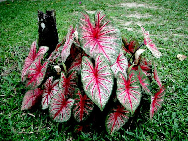 Hasil gambar untuk tanaman hias Keladi Hias / Caladium