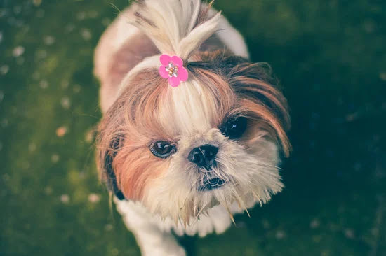 Shih Tzu | Top 10 Cutest Small Dog Breeds