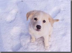 images, dog