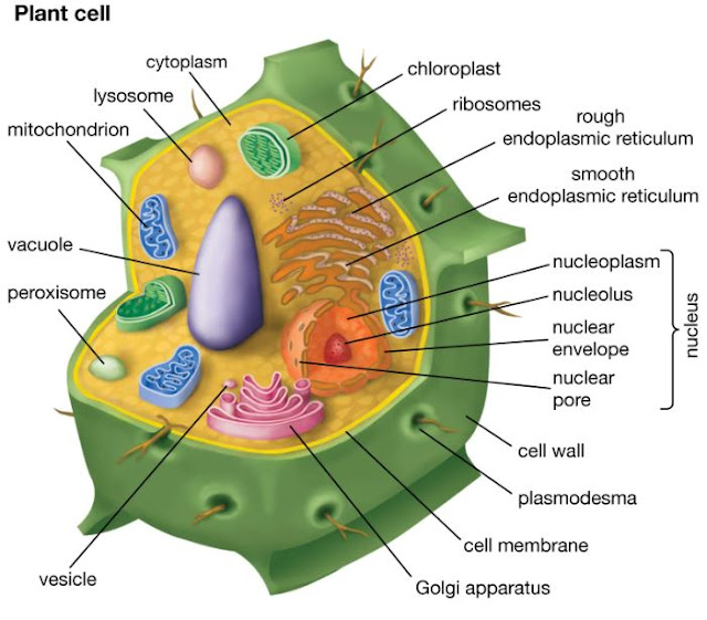 fungsi sitoplasma pada sel tumbuhan