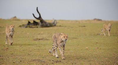 c4 images and safaris, masai mara, migration, photography