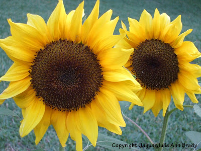 Two Pretty Yellow Sunflower Blossoms Side by Sid