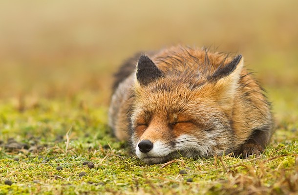 Cute Fox