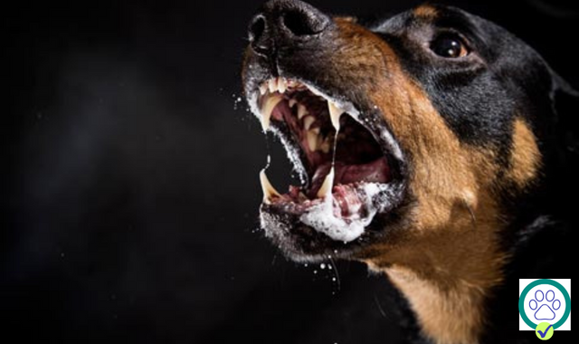 Rabies In Dogs