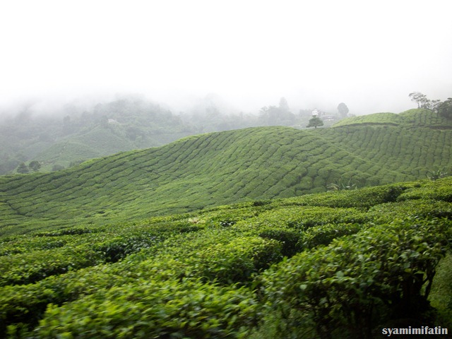 cameron highland 018