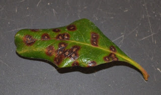 Dark, reddish-purple spots on a leaf.