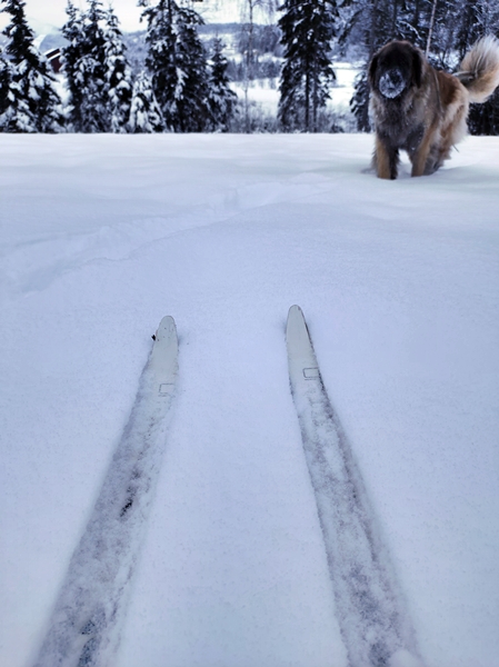 skitur leonberger