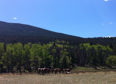 View of elk from Alluvial Fan Trail, Rocky Mountain National Park, Estes Park, CO #Colorado #ColorfulColorado www.thebrighterwriter.blogspot.com