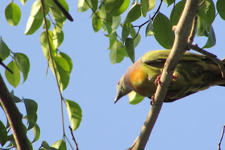 ONE TREE FOR ONE BIRD FOR ONE PEOPLE FOR ECOSYSTEM