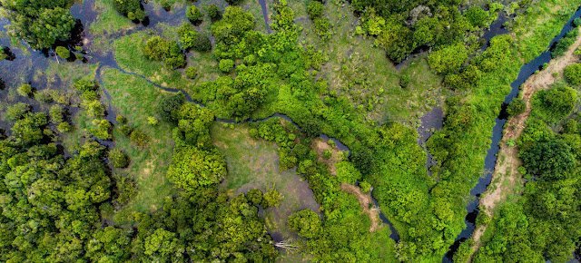 Los bosques de turberas, un tipo de humedal, como éste en Kalimantan central, Indonesia, pueden almacenar gases nocivos de dióxido de carbono.CIFOR/Nanang Sujana