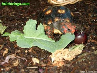 Chelonoidis carbonaria - Morrocoy, tortuga de patas rojas